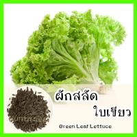ราคา พร้อมส่ง ❗ รหัส 146 เมล็ดพันธุ์แท้ OP แท้ ผักสลัดใบเขียว - Green Leaf Lettuce เมล็ดผักสลัด ผักสลัด เมล็ดผักต่างๆ (11418572727)