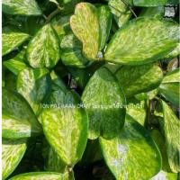 ราคา Hoya Kerrii Variegata Spot โฮย่าใบหัวใจด่างลายสปอต สายพันธุ์แรร์ น่ารักระดับตำนาน (42228024474)