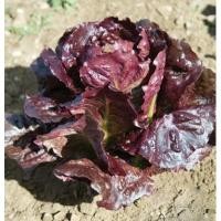 ราคา เมล็ด ผัดสลัดแดง เรดโรเมน - Super Red Romaine Lettuce (136426145)