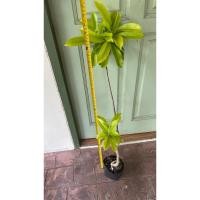 ราคา ต้นตีนเป็ดน้ำ หรือตีนเป็ดทะเล ต้นสูงเกินเมตร(โปรดอ่าน) (11734799046)