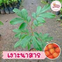 ราคา ต้นเงาะนาสารแท้ 100% (เงาะโรงเรียน) แบบติดตา ความสูง 80-100 ซม. (25567740170)