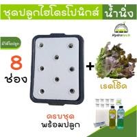 ราคา [กระบะ8ช่องเรดโอ๊ค]ชุดทดลองปลูกผักไฮโดรโปนิกส์ เมล็ดเรดโอ๊ค ปลูกผักไร้ดิน กระบะปลูกผักไฮโดรโปนิกส์ (26262330206)