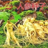 ราคา 长白山人粒种子野堂西山参洋籽装 蔬菜大全菜中自种植物ชางไป่ภูเขาโสมเมล็ดป่าโสมเมล็ดโสม20260430 (56409737667)