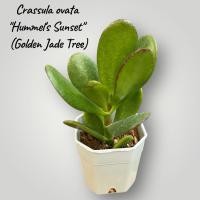 ราคา Crassula ovata "Hummel's Sunset" (Golden Jade Tree) ต้นคลาสซูล่า ใบเงิน ใบใหญ่ กระถาง 2 นิ้ว (8367404485)