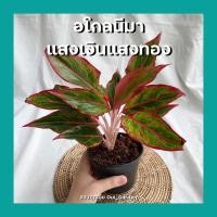 ราคา อโกลนีมา แสงเงินแสงทอง Aglaonema commutatum พร้อมกระถาง4นิ้ว ต้นไม้มงคล (5795025395)