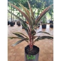 ราคา หมากผู้หมากเมีย (ต้นโกโก้)ใบสีน้ำตาลแดงขอบใบสีเขียวมี2-4ต้นต่อ1ถุงสูง30-60ซม.(อ่านรายละเอียดก่อนสั่ง) (4094185740)