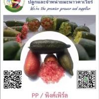 ราคา มะนาวนิ้วมือ/มะนาวคาเวียร์ (1676496132)