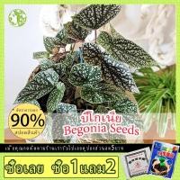 ราคา บีโกเนีย เมล็ด/คละสี Begonia Seeds (50 Seeds) Hosta Flower Seeds บีโกเนียลายจุด บอนสี พันธุ์ไม้หายาก ต้นไม้ประดับ (10173159980)