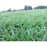 ราคา ขายส่ง 1 ขีด เมล็ดหญ้าพาสพาลัม Paspalum Grass หญ้าพัลธลั่ม หญ้าปูสนาม สนามหญ้า พืชตระกูลหญ้า เมล็ดพันธุ์หญ้า ปูสนาม (5901820260)