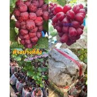 ราคา (1ต้น) ต้น องุ่นแดง ต้นองุ่น แดง โรแมนติก เสียบยอด Romantic Red Red Grapes ไร้เมล็ด / ศรัญลักษณ์ (25807643277)