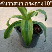 ราคา ต้นวาสนา วาสนาราชินี ไม้มงคล ไม้ฟอกอากาศ (6279894830)