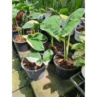 ราคา ต้นถุงเงิน ถุงทอง ด่าง ในกระถาง8นิ้ว (13156545375)