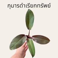 ราคา กุมารดำเรียกทรัพย์ ฟิโลเดนดรอน แบล็คคาดินัล Black cadinal (ต้นตรงปก) (24858401061)
