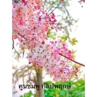 ราคา คูนชมพู กัลปพฤกษ์ ต้นเตี้ย (23345055095)