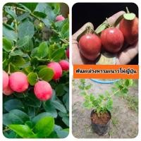 ราคา ต้นมะม่วงหาวมะนาวโห่ญี่ปุ่น มะม่วงหาวมะนาวโห่ญี่ปุ่น (42702761589)