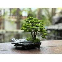 ราคา ต้นไม้ประดิษฐ์สำหรับตกแต่ง (27441827606)