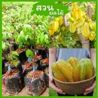 ราคา มะเฟืองหวานยักษ์ไต้หวัน (20642759301)