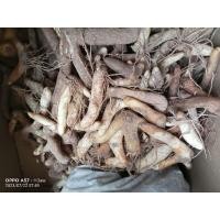 ราคา หัวพันธุ์ดองดึงพร้อมปลูกชุดล่ะ10หัว (17495398612)