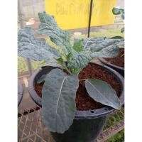 ราคา ต้นพันธุ์ เคลไดโน เคลไดโนเสาร์ พร้อมปลูกในถุงดำ 29 บาท kale เคลไดโน dino kale Lacinato Kale (29934236918)