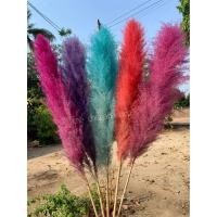 ราคา ดอกเลาย้อมสี ดอกแพมพัส ดอกเลาสี ดอกเลาธรรมชาติ หญ้าแห้ง หญ้าแห้งธรรมชาติ (20334539816)