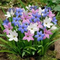 ราคา Fengyu Orchid ขนาดใหญ่ปลูก Ball Double-กลีบ Four Seasons Blossoming Strong Scallion Orchid Leek Orchid หินกระเทียม Potted Pl (43080678586)