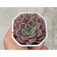 ราคา Echeveria Roman กุหลาบหิน ไม้อวบน้ำ ขนาด 2 นิ้ว (40008223759)