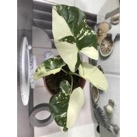 ราคา บอนกระดาดด่างขาวAlocasia macorrhizos Varigataด่างฮาฟ (13127734168)