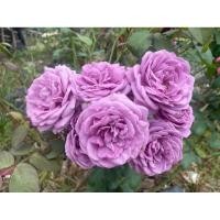 ราคา กุหลาบสีม่วง ดอกหอม ดอกดก สวยมาก (42308372464)