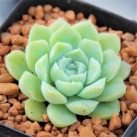 ราคา Echeveria Elegans Alba Succulents กุหลาบหินนำเข้า ไม้อวบน้ำ (7938122569)