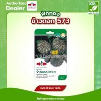ราคา ผักซอง เมล็ดพันธุ์ ฟักทองข้าวตอก 573 ตราศรแดง (5230432824)