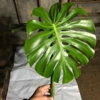 ราคา Monstera (มอนสเตอร่า) ไม้ฟอกอากาศ แบบถอดราก (7244420170)