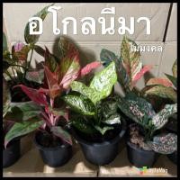 ราคา อโกลนีมา ต้นรับเงินรับทอง ทรัพย์มงคล อัญมณีขาว แสงเงินแสงทอง รวยรับทรัพย์ เพชรน้ำหนึ่ง พร้อมกระถาง 5.5” 6” 7.5” 8” (15184577129)