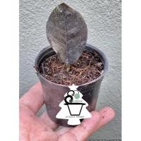 ราคา กวักมรกตใบดำZZ Plant (8254630511)