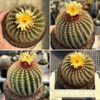 ราคา Notocactus โนโต แคคตัส ดอกเหลือง กระบองเพชร (29794489294)