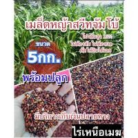ราคา ✅ สวีทจัมโบ้ เมล็ดหญ้าสวีทจัมโบ้ 5 กิโลกรัม #พร้อมปลูก(รับประกันการงอก) หญ้าเลี้ยงสัตว์ พันธ์ุหญ้า หญ้าเลี้ยงวัว) (28451936449)