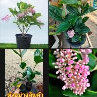 ราคา (2ต้น)(vาย ต้นพันธุ์) ดอก ต้น ไข่มุกอันดามัน สร้อยระย้า ต้นไข่มุก อันดามัน ต้นไข่มุกอันดามัน happy (12576509971)