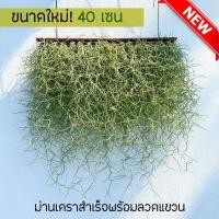 ราคา ม่านเคราฤาษีสำเร็จพร้อมแขวน หนวดฤาษี มอสสเปน (Spanish Moss) กว้าง40เซน ไม้แขวนบังแดด ไม้ฟอกอากาศ (27451003737)