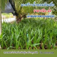 ราคา มะพร้าวน้ำหอมต้นเตี้ยบ้านแพ้ว 25-30cm (เกรดA) (28243210260)