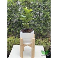 ราคา ไทรใบสักแคระ[Fiddle Fig] (5420701406)