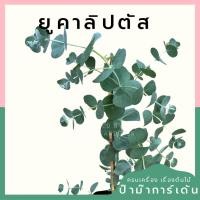 ราคา ต้นยูคาลิปตัส ส่งพร้อมถุงดำ (24976929575)