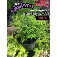 ราคา ต้นหลิวน้ำตก ไม้คลุมดิน จัดสวนน้ำตก หลิวลู่ลม หลิวยอดทอง ไม้แดด หลิวใบ ปุ๋ย หลิวเลื้อย ไต้หวัน เฟิร์น หญ้า สวนอังกฤษ ดิน (55103832977)