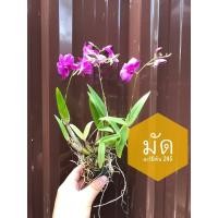 ราคา กล้วยไม้หวายแคระต้นเปล่า 10ต้น คละสีคละดอก (4353200220)