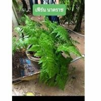 ราคา เฟิร์น นาคราช ไม้ประดับตกแต่งสวน (10609936122)