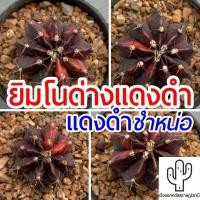 ราคา แคคตัส ยิมโนด่าง แดงดำ กระบองเพชร จากเรือนแคคตัสสุราษฎร์ธานี (4719813196)