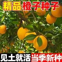 ราคา เมล็ดสีส้ม National Four Seasons ปลูก Jiangxi Gannan Navel Orange Courtyard ระเบียง Easy Living ผลไม้ดอกไม้เมล็ดต้นไม้ผลไม้260416A8/28 (44809113519)