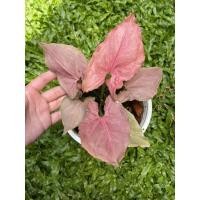 ราคา ออมชมพูญี่ปุ่น syngonium pink perfection (japan)ออมชมพูใบหนา (11244463522)