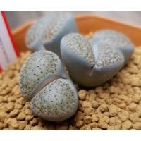 ราคา Lithops verruculosa ไลทอปจุดเลือด ไลทอปกอ ลิทอป หินมีชีวิต ไลทอปจัดส่งทั้งกระถาง (16302313633)