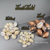 ราคา เบี้ยจั่น เบี้ยแก้ เบี้ยหอยธรรมชาติ ‼️รบกวนสั่ง5ตัวขึ้นไปนะครับ (29304476723)