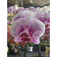 ราคา Phalaenopsis กล้วยไม้ฟาแลนนอปซิส สีชมพูลายพื้นขาวไซส์ใหญ่ กระถาง 3.5 นิ้ว (3175818488)