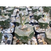 ราคา คาปุดเมดูซ่า Astrophytum caput-medusae (15361900705)